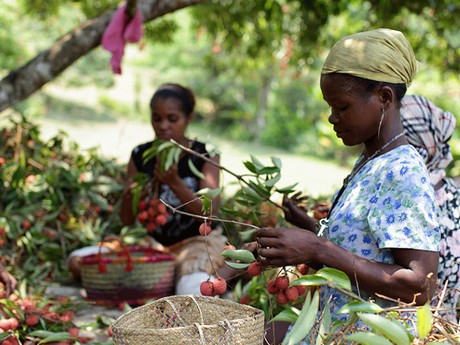 Two farmers harvesting lychee. 